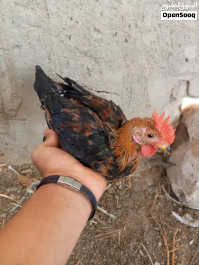 ثلاث فروجات العمر اربعه اشهر 2
