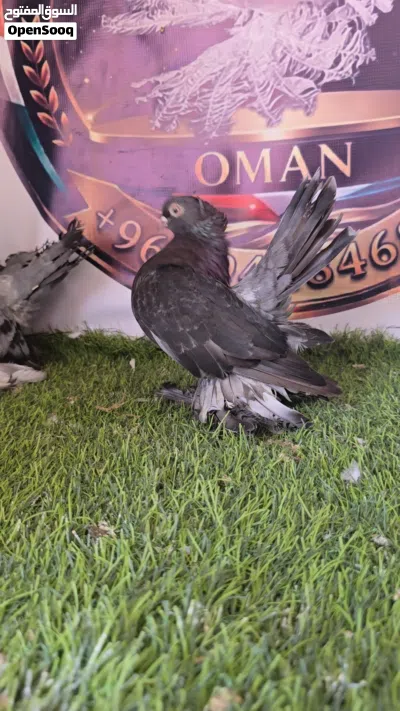 اللبيع
زواج كريجو 4