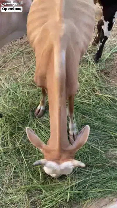أبقار للبيع 3