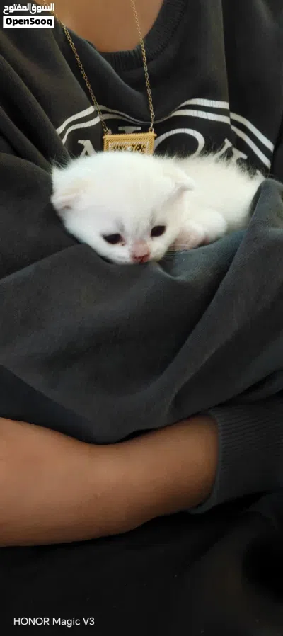 Scottish Kitten female triple fold NY1233 4