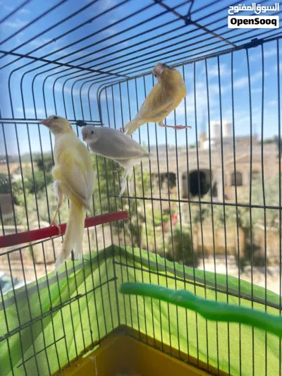 جوز كنار البيع الله يطرح البركة لأصحب نصيب 2