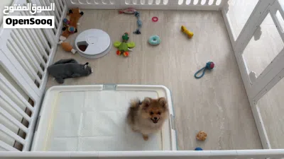 كلبة بوميرينيان فصيلة مميزة Pomeranian puppy unique fox face breed 3