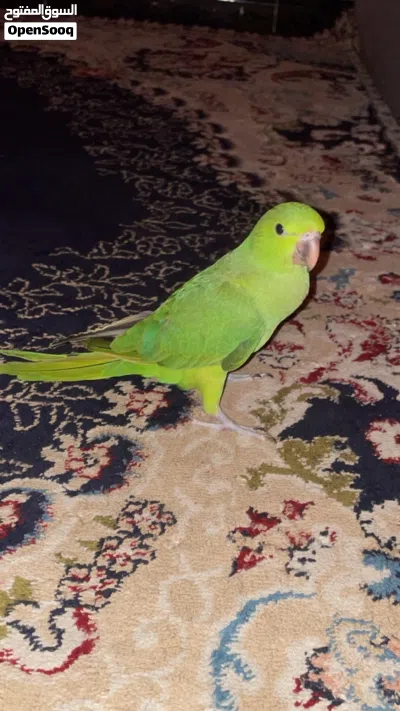 دره اليف للبيع 2