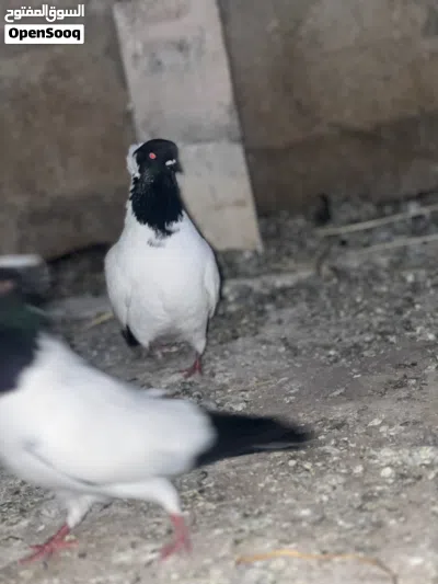 حمام ارباش للبيع 3