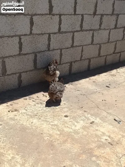 بسم الله توكلنا على الله دجاجه وديك وطنيتا صحتهن لاقو ال بالله للبيع حرق صاحبي الوتي مكان الكويفيه 2