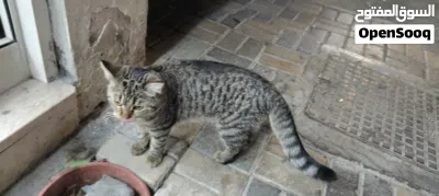 قط منزلي Domestic Shorthair 4