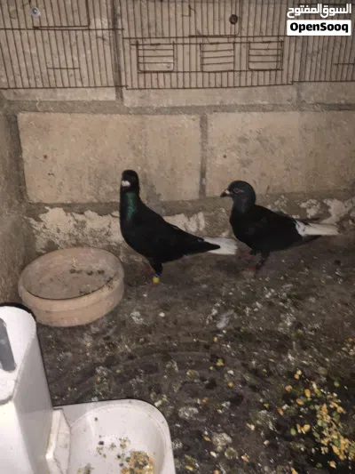 جوز عبسي + جوز زواجل معهم فرك 2