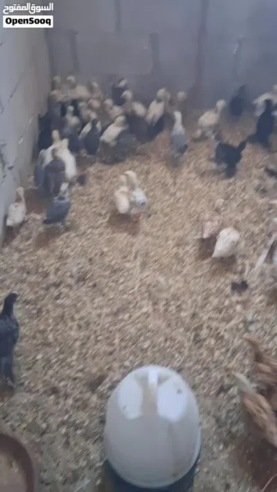 بيع فراخ صيصان 3