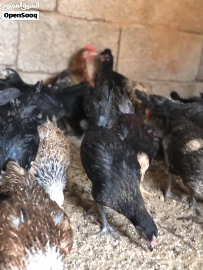دجاج عربي ربي يبارك عمر تلات شهور ونص 4