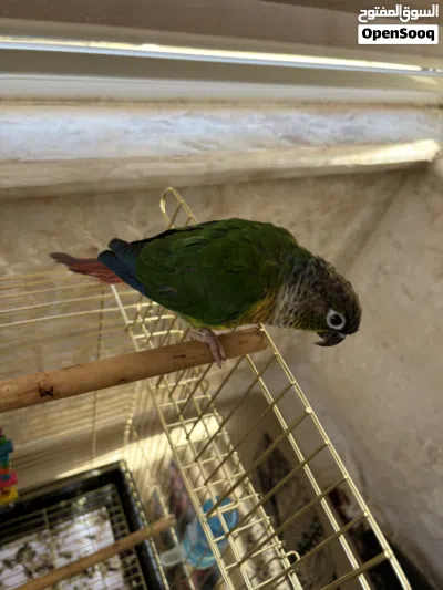 ببغاء الكنيور اخضر الخد(green cheek conure) 3