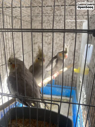 ببغاء كوكتيل 3