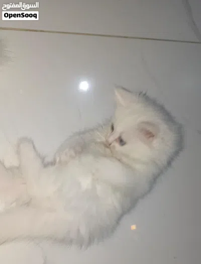 قطط شيرازي للبيع في محافظة إب 2