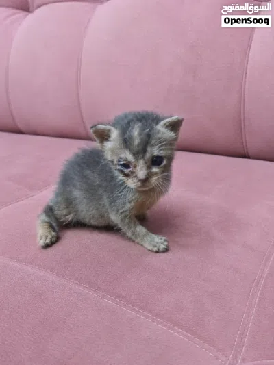 قطط رضيعة جميلة للتبني Beautiful baby kittens for adoption 2