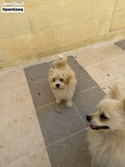 بومرانيان و مالتيز 4