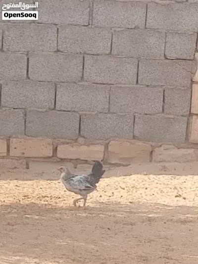 بسم الله عتيق عربي مخلط مشا الله العمر شهرين ونص 4