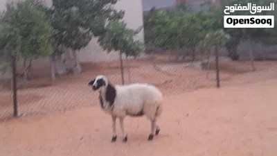 فطيمه وطنيه ربي يبارك عمرها ف7شهور ونص سلاله مشالله سليمه العيوب.. 2