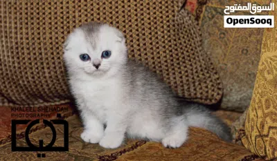 الاسعار تبدأ من 100 قطط سكوتش فولد شورت هير وقطط بريتش شورت هير Scottish fold&British Shorthair بيور 3