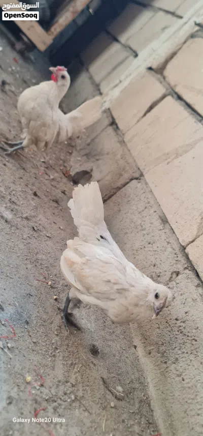 دجاج سباني زوجين حلوات يخبلن 2