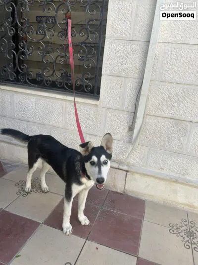 كلب هاسكي عمر 9 اشهر قابل للتفاوض 4