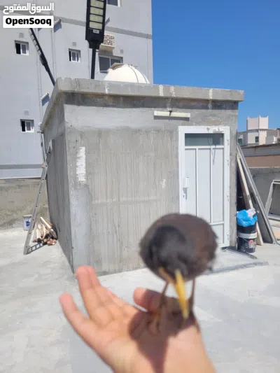 myna bird fully trained and tamd 3