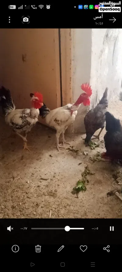 عرب للبيع نظيف ومال بيت 3