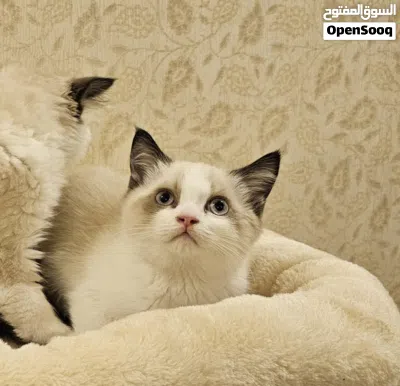 Ragdoll راغدول 3