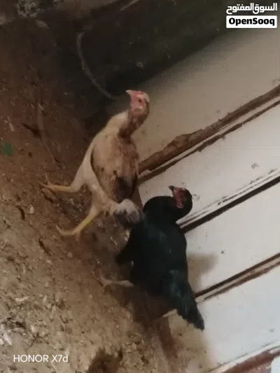 جاج. بلدي مع باكستاني. كل شغال في. طقم براهمي وجوز. زو 4