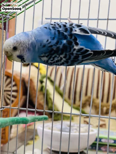 طيور الحب اناث مع قفص 4