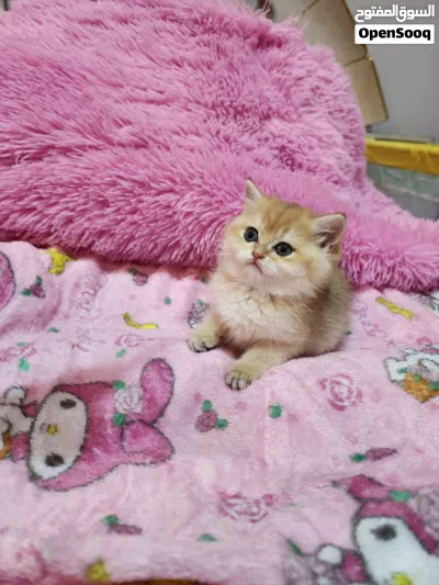 كيتن سكوتش للبيع 3