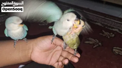 روز فاخر الحق قبل نفاذ الكميه فا الكميه محدوده 4