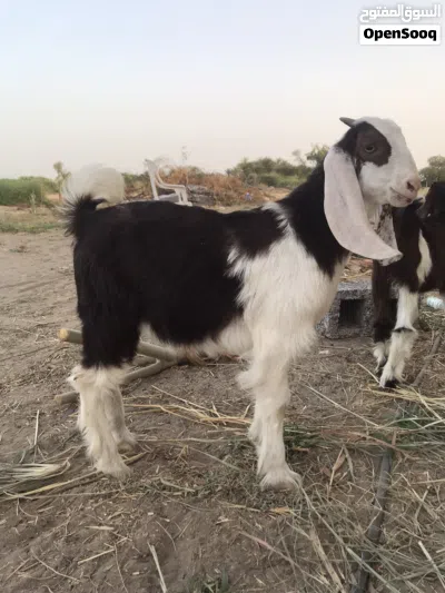 تيس حجازي تهجين رويان حليب مد وشور 2