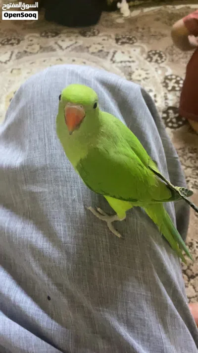 للبيع بغبغاء الدرة الهنديه 2