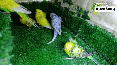 متاح طيور حب هاجرمو خط اول 4 زواج بيعه وحده 4