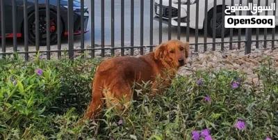 Female Golden Retriever 3