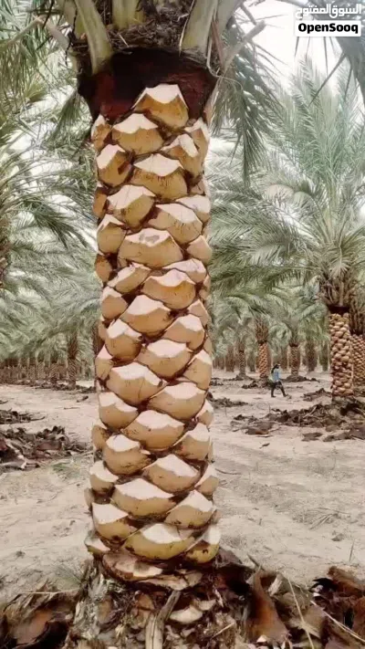 افضل انواع النخيل الواشنطونيا النخل المثمر 3