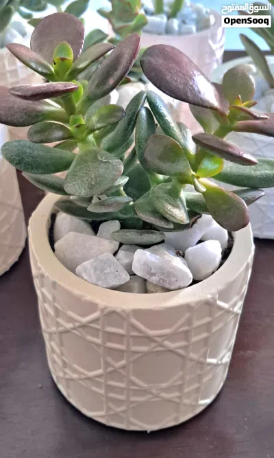 Succulent Plant in Concrete Pot 3