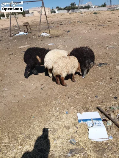 عبر بلدي بصلاة على النبي 4