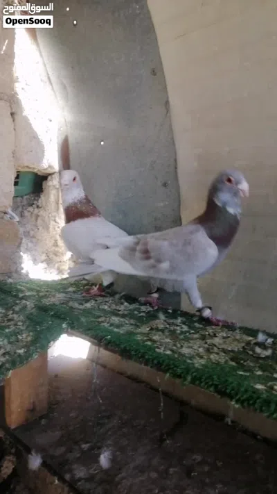 متاح طرين مطويق حمر 3