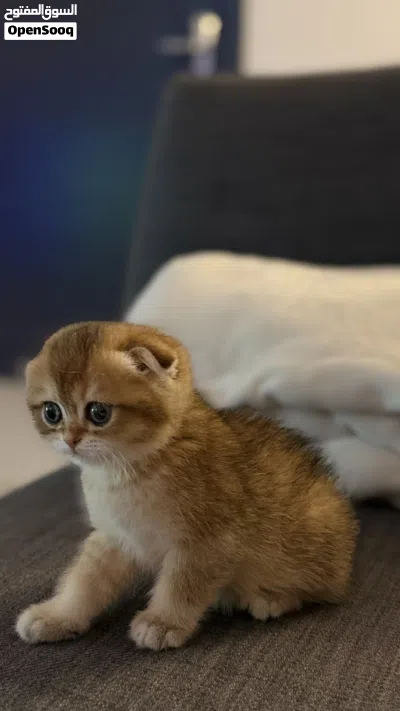 Kitten british short hair 4