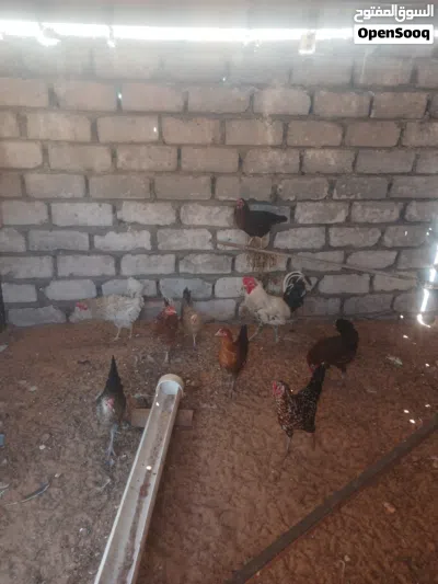 دجاج عربي للبيع 4