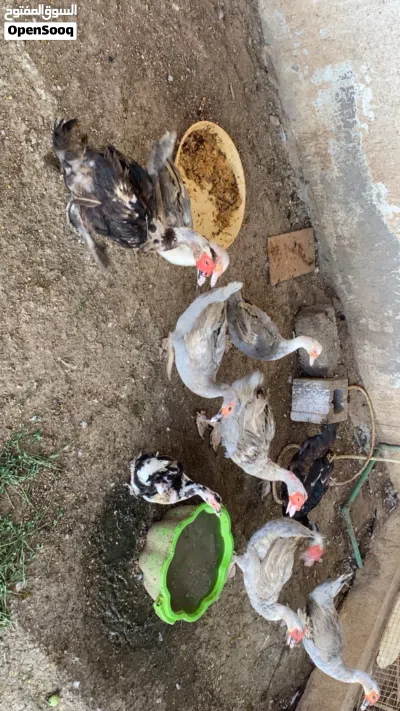 بط للبيع مسكوفي وسوداني اصلي بدون تهجين 3