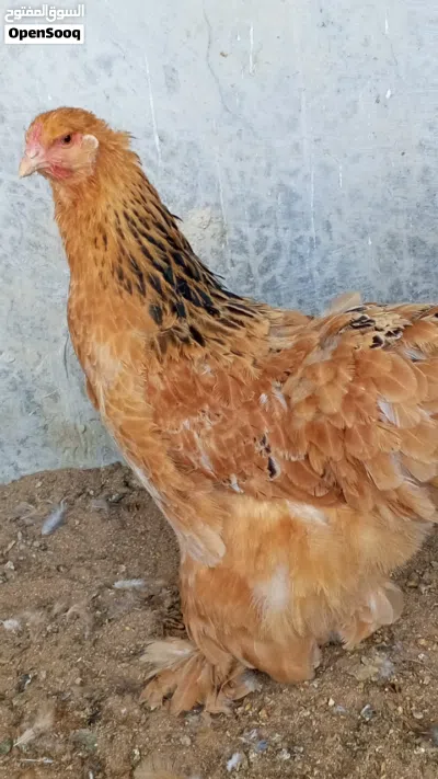 دجاج براهما 4