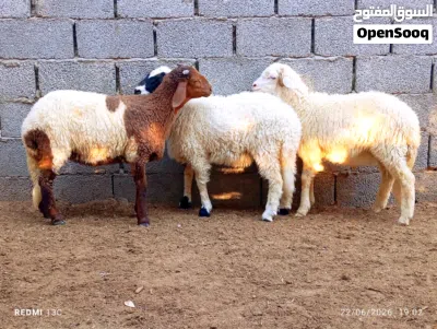 على بركه الله زوز حوليات اوحولي تبارك الرحمن 3