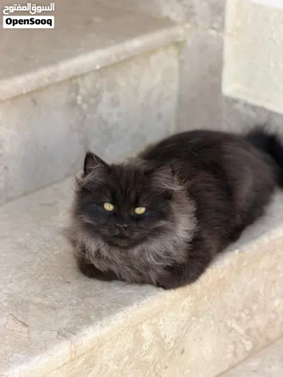 قطط شيرازيه ذكر و انثى للبيع 4