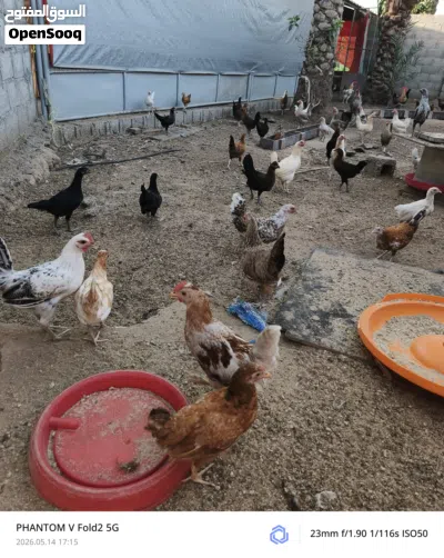دجاج محلي العمر 3 شهور 3