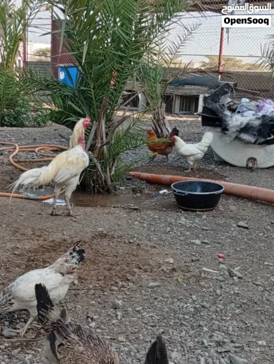 البيع لو البدل بى 4