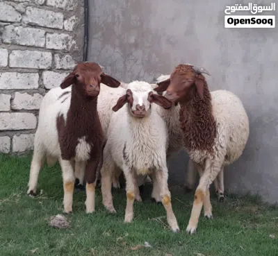 5خرفان ذكور للبيع 4