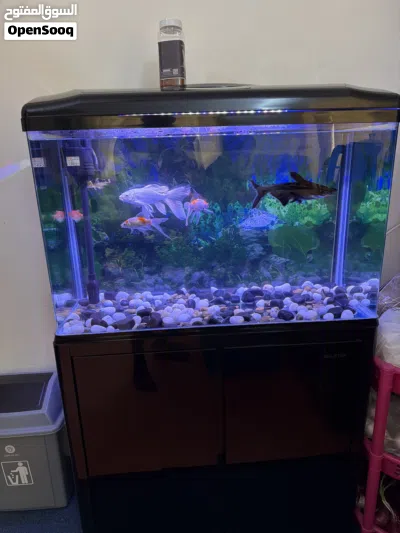 Fish with Aquarium. 4