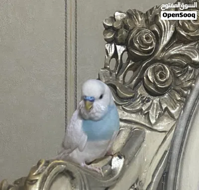 كوكتيل لوتينو منتج 2