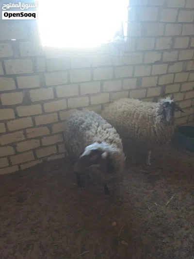 نعجه للبيع 4